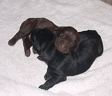 Chocolate and black Labrador Retriever Puppies
