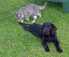 yellow Labrador Retriever