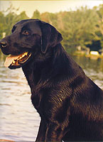 Black Labrador Retriever