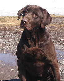 Chocolate Labrador Retriever