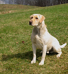 yellow Labrador Retriever