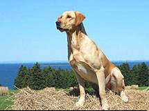 Yellow Labrador Retriever