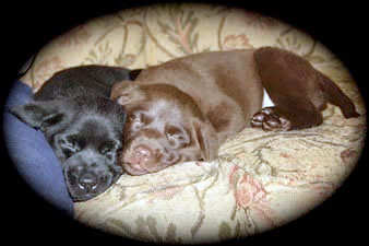 Chocolate and black Labrador Retriever puppies